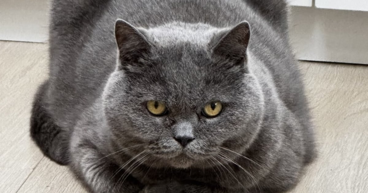 Heb jij Handjes, Felix of Zhora gezien? Deze drie huisdieren worden in Soest vermist