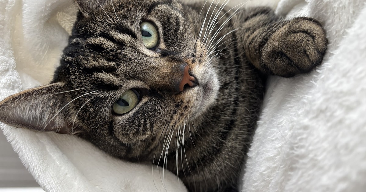 Heb jij Moor of Cookie gezien? Deze twee huisdieren worden in Alblasserdam vermist