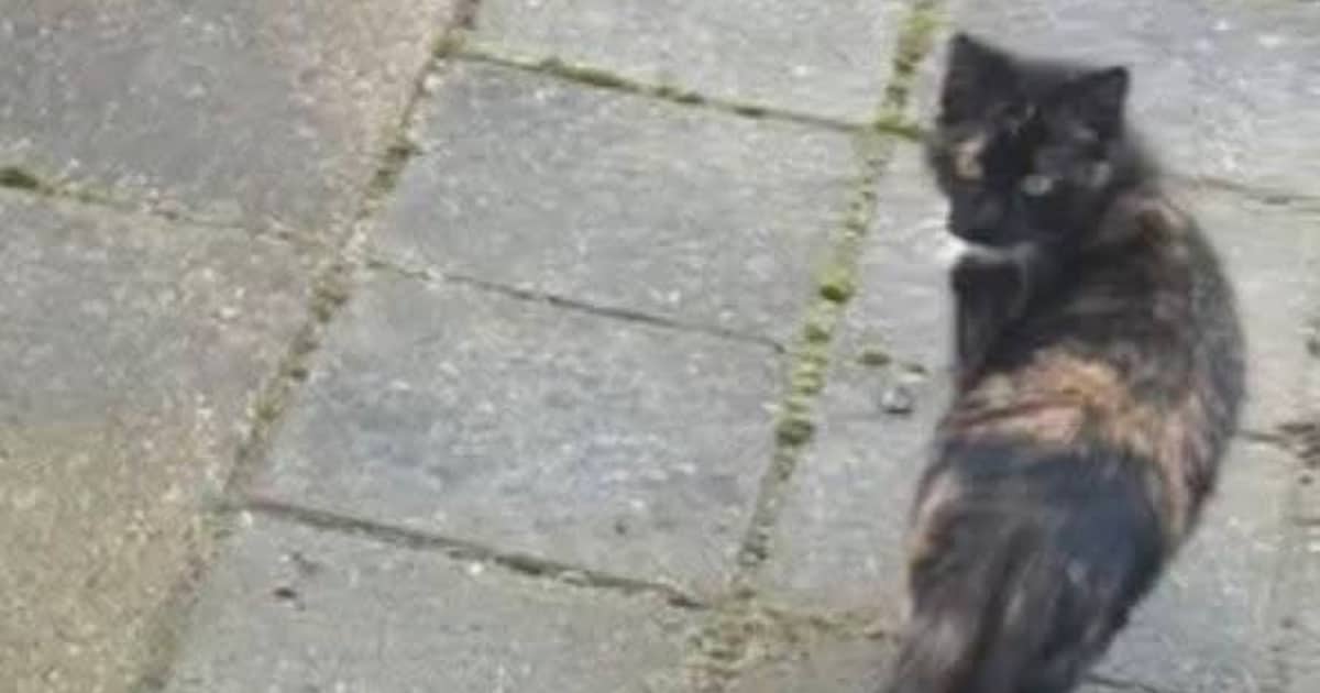 Heb jij Pip of Nala gezien? Deze twee huisdieren worden in Sluis vermist