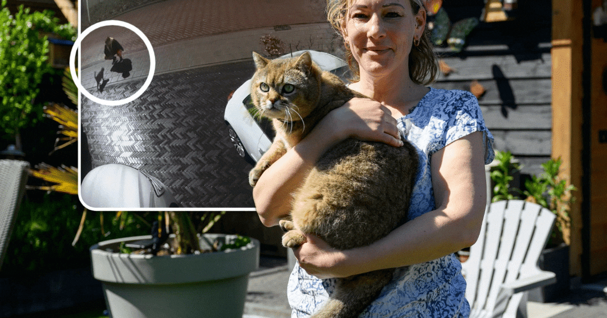 Donny werd slachtoffer van ‘catnapper’, baasje Agnes wordt ‘helemaal gek’ als ze de beelden ziet