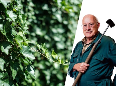 Laat die klimop maar lekker klimmen: je muur blijft droog en je gasrekening daalt