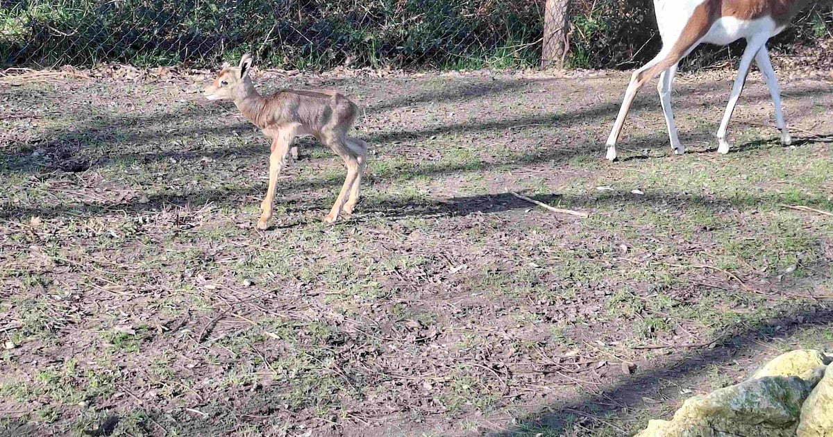 Gazelle van ernstig bedreigde soort geboren in ZooParc Overloon