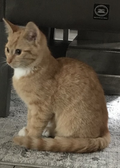 Heb jij Vienna, Pip of Lucy gezien? Deze vijf huisdieren worden in Westland vermist