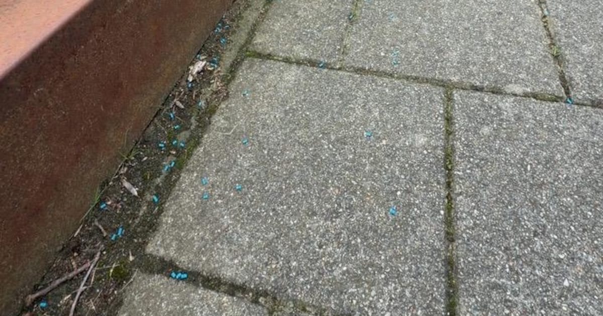Blauwe slakkengifkorrels gevonden in Maasbracht, paden Kanaalweg en Echterstraat afgesloten