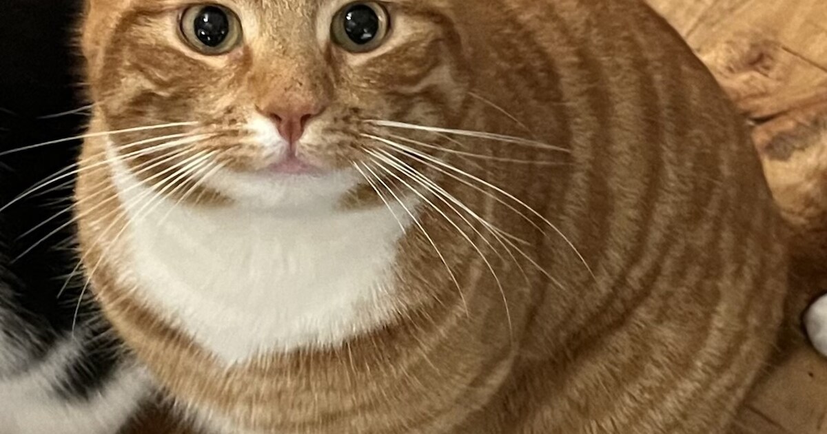 Heb jij Joerie gezien? Deze twee huisdieren worden in Bunschoten-Spakenburg vermist