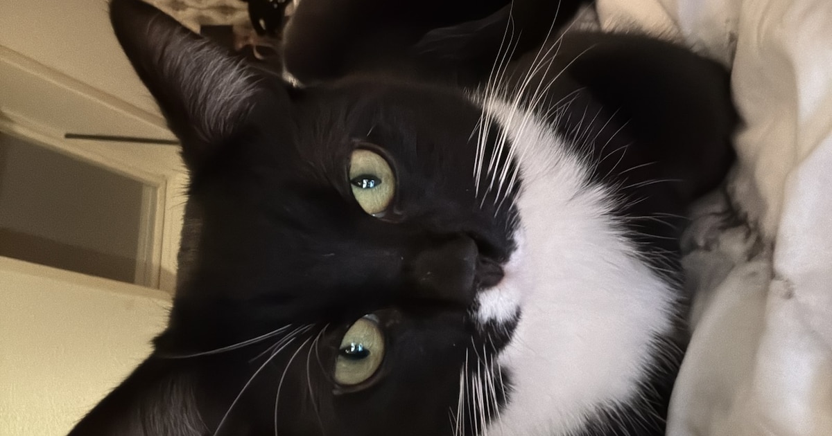 Heb jij Pluisje of Muazza gezien? Deze twee huisdieren worden in IJsselstein vermist