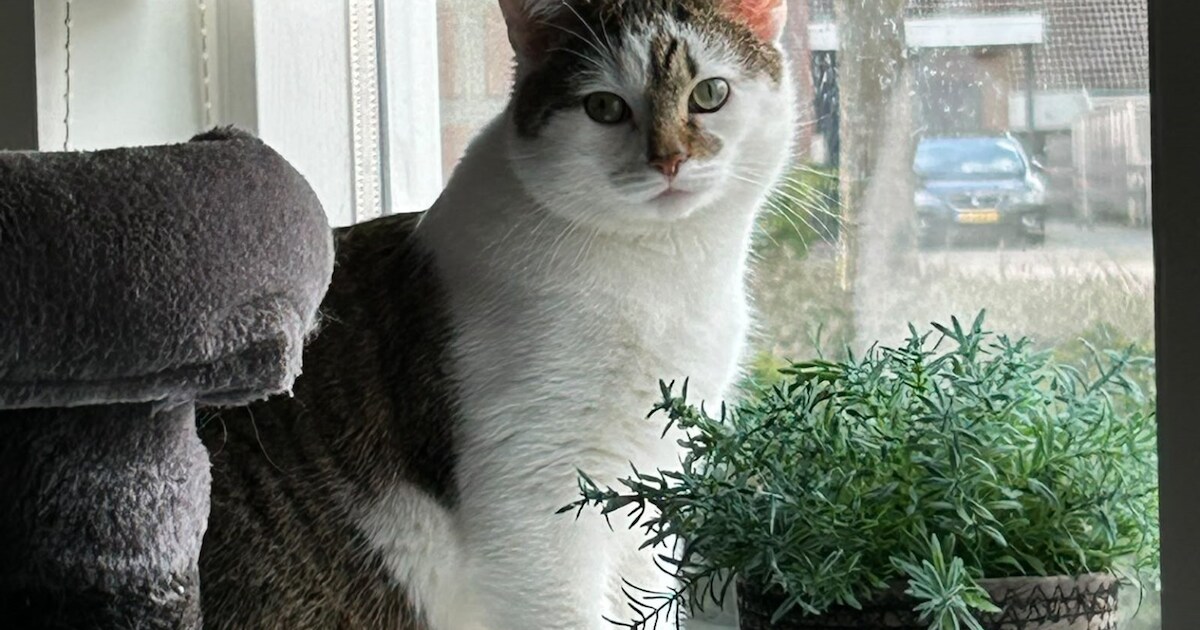 Heb jij Chico of Kenzo gezien? Deze twee huisdieren worden in Drimmelen vermist