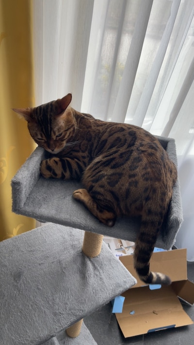 Heb jij Pumba, Simba of Teuntje gezien? Deze vijf huisdieren worden in Oss vermist