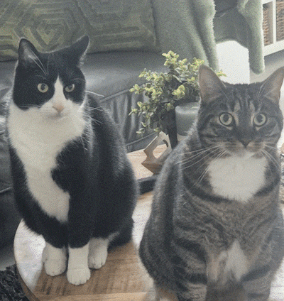 Welke dieren gaan door naar de halve finale van het ‘leukste dier van AD Haagsche Courant’? Stem nu!