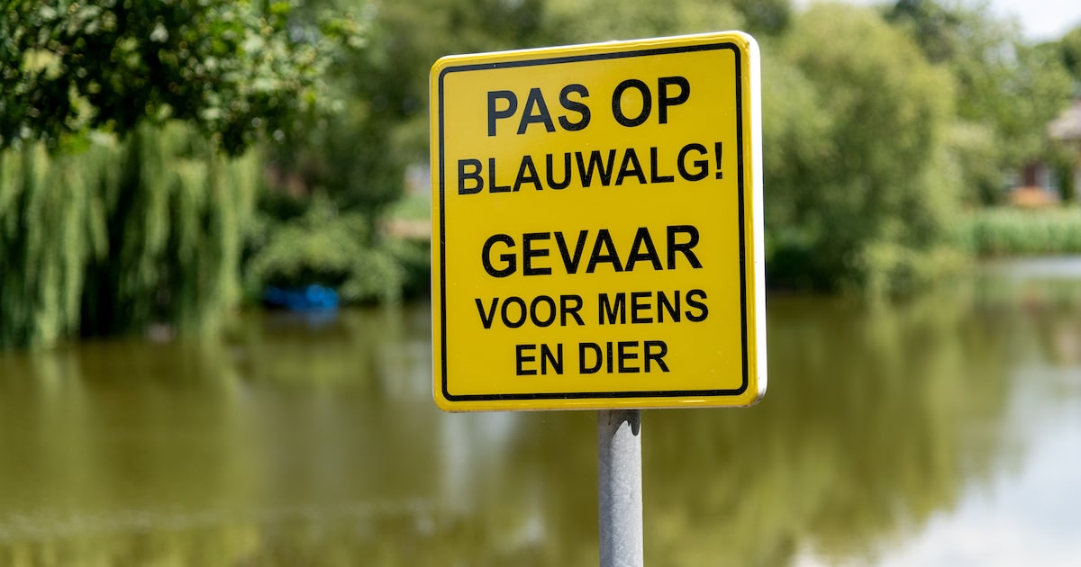 Blauwalg in natuurwater Roermond: waarschuwing voor zwemmers en honden