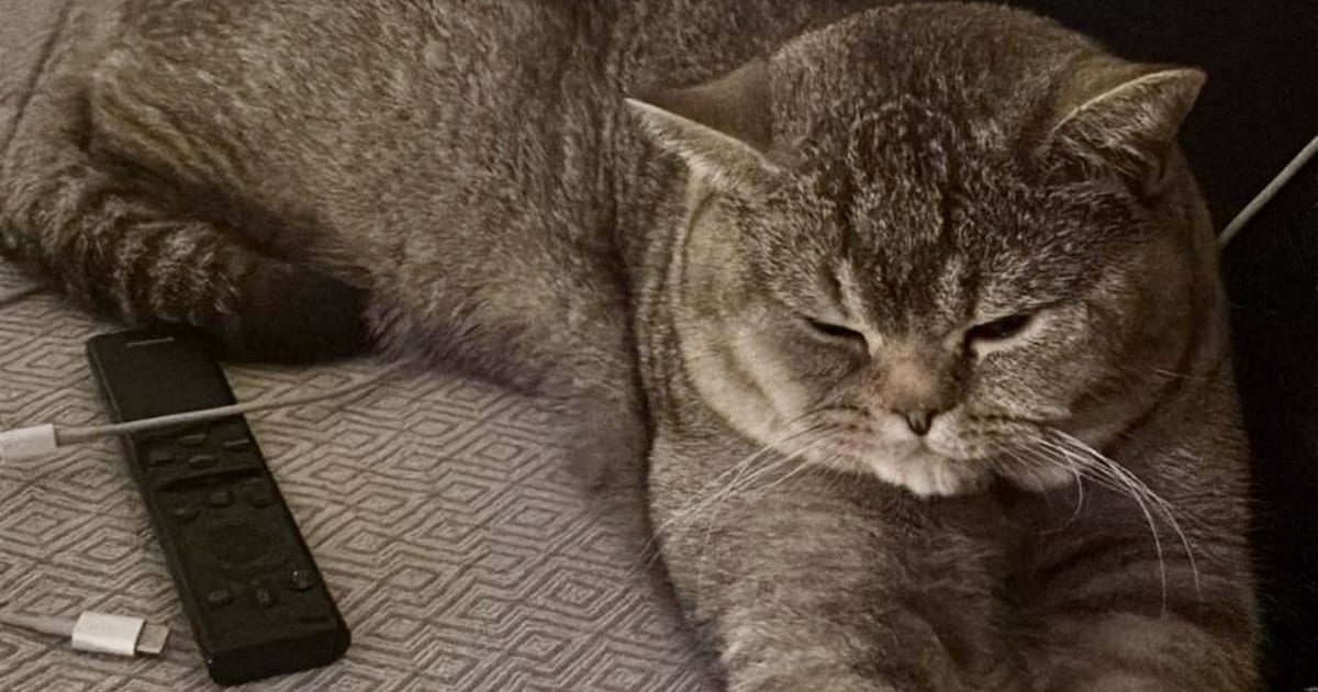 Heb jij Simba gezien? Dit huisdier wordt in Land van Cuijk vermist