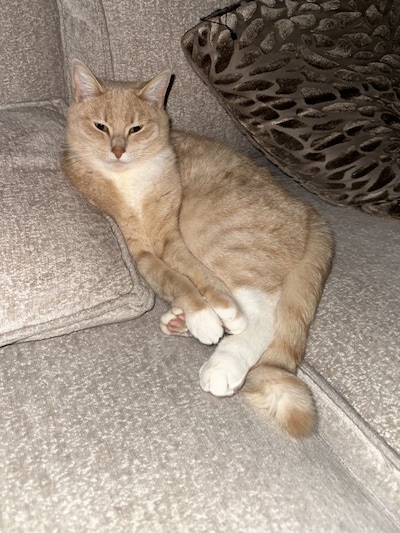 Heb jij Wasabi, Mees of Fieps gezien? Deze acht huisdieren worden in Amersfoort vermist