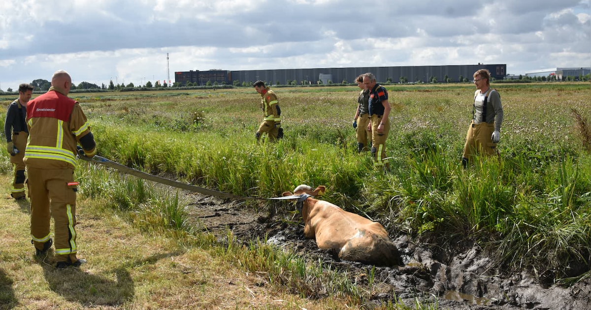 Brandweer redt koe uit modder aan Boezemweg in Berkel en Rodenrijs