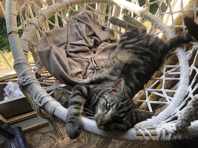 Heb jij Miets gezien? Dit huisdier wordt in Tiel vermist