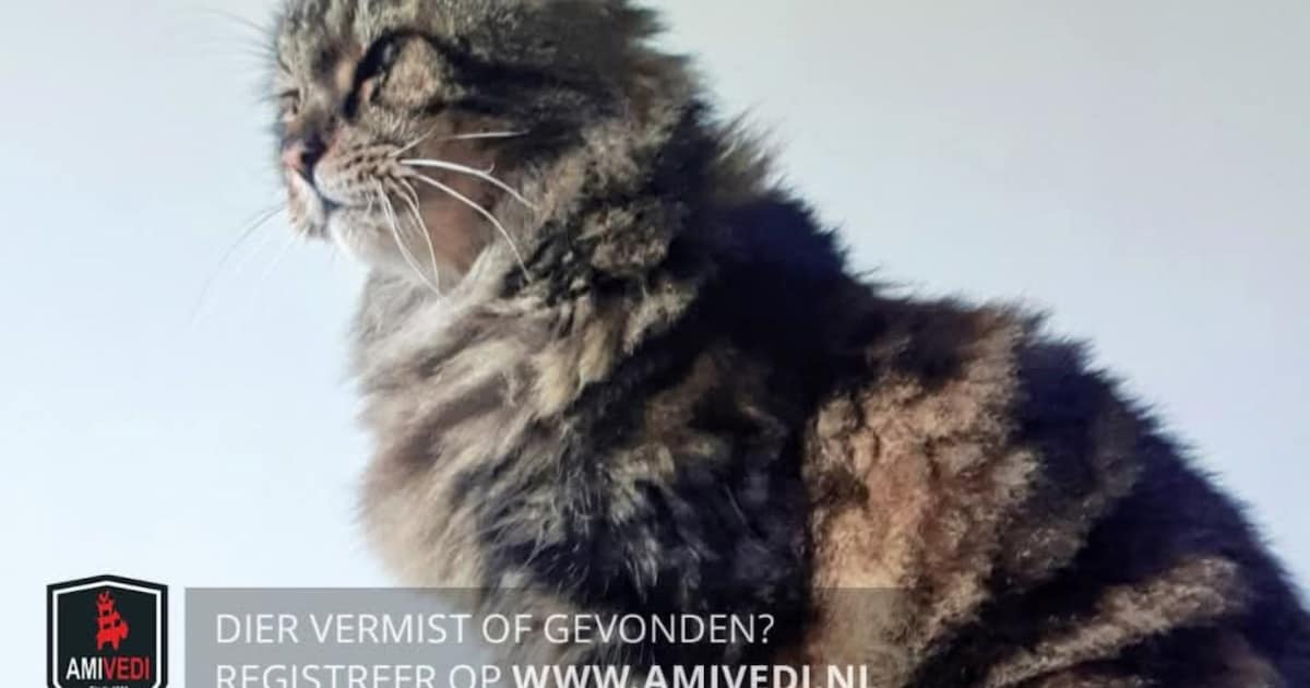 Heb jij Rebel gezien? Dit huisdier wordt in Hardinxveld-Giessendam vermist