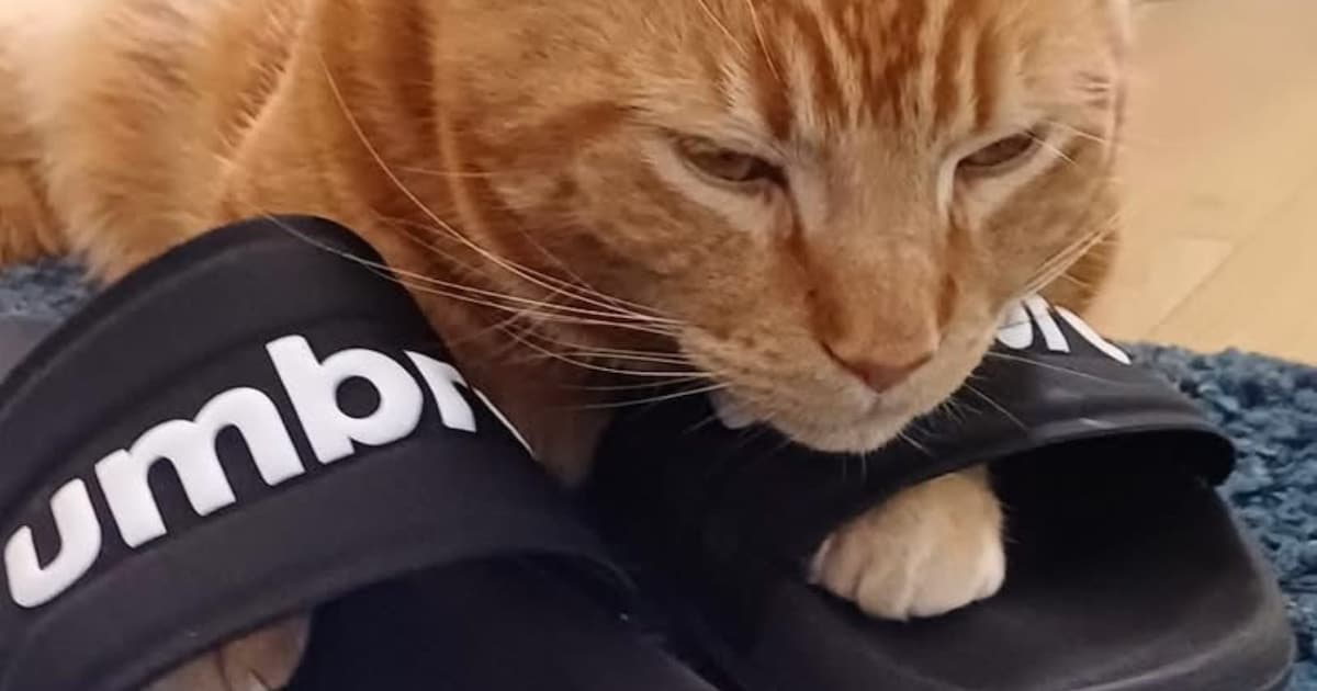 Heb jij Roef gezien? Dit huisdier wordt in Rozendaal vermist