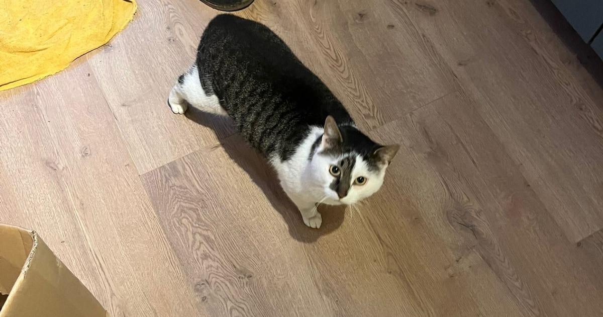 Heb jij Dikke dirk gezien? Dit huisdier wordt in Doetinchem vermist