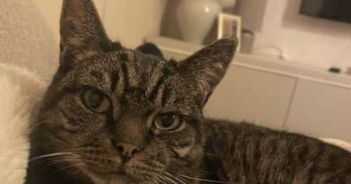 Heb jij Tarcin, Boogie of Ibo gezien? Deze zeven huisdieren worden in Amstelveen vermist