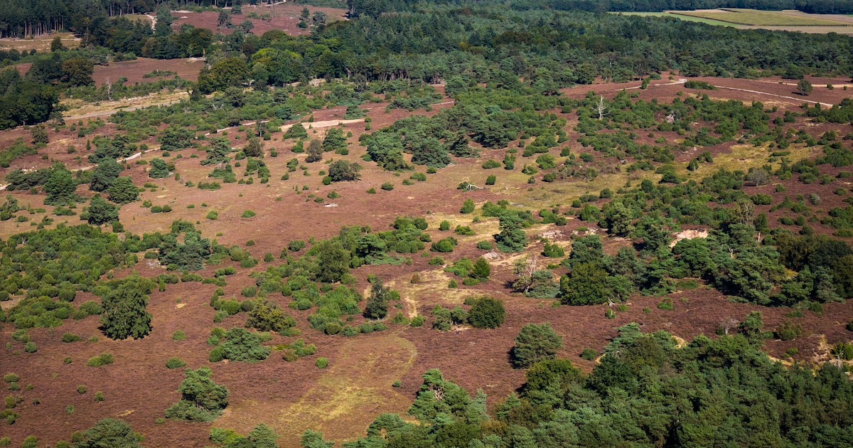 Meewandelen over de Lemelerberg aan begin van het nieuwe jaar