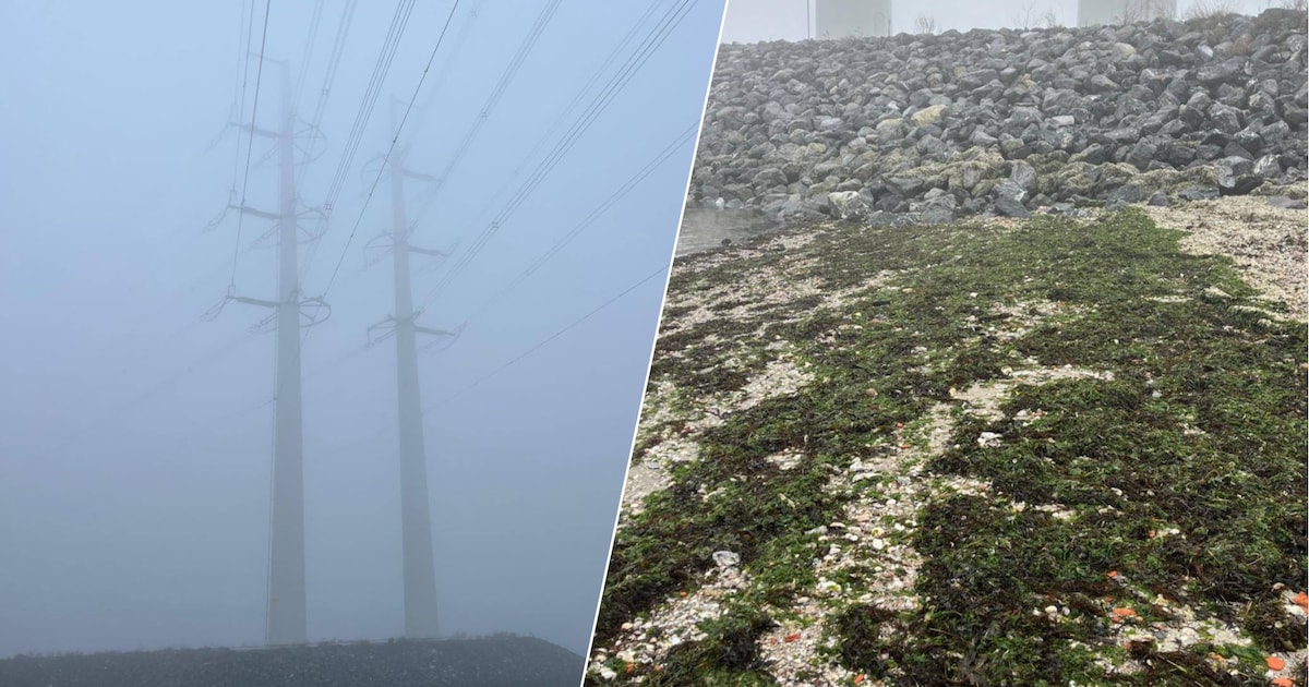 ‘Bij vlagen niet te harden’: dorpsbewoners klagen opnieuw over stank bij Oosterschelde-eiland