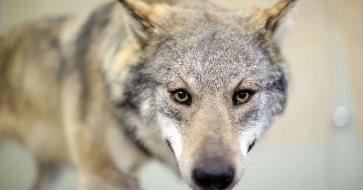 Werd de wolf gevonden in Luttelgeest of Marknesse?