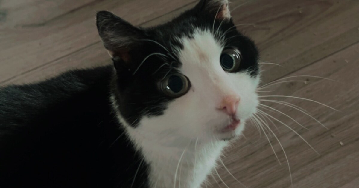 Heb jij Lizzy, Jane of Sikkie gezien? Deze drie huisdieren worden in Oost Gelre vermist | Foto