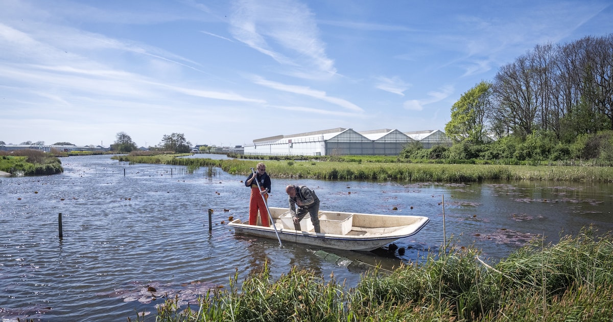 Gaat de miljoenenjacht op rivierkreeften lukken? ‘Er zijn te weinig beroepsvissers’