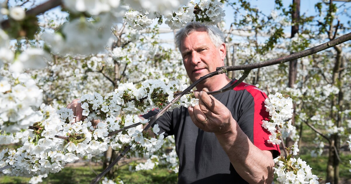 ‘Normaal is het altijd gezellig druk in de boomgaard als de kersentijd begint’