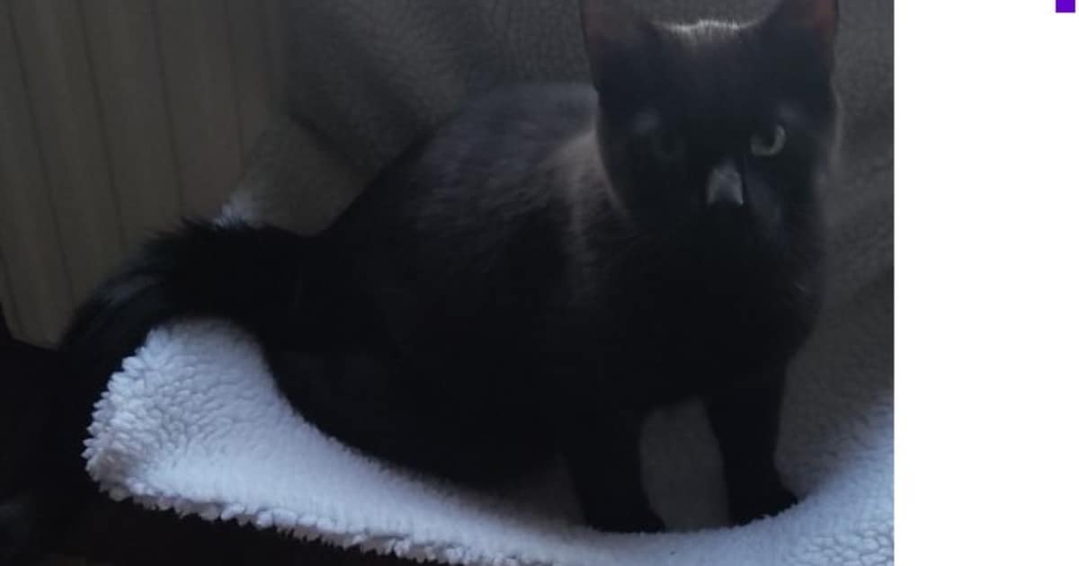 Heb jij Beant of Marley gezien? Deze twee huisdieren worden in De Fryske Marren vermist
