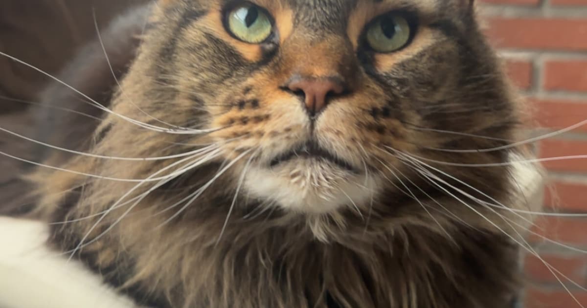 Heb jij Zoey of Gatto Nero gezien? Deze twee huisdieren worden in Oldambt vermist