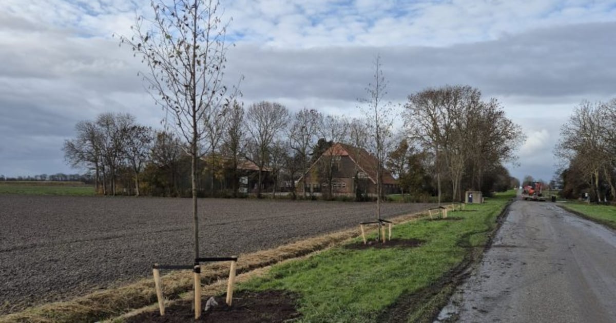 Meer dan 400 bomen geplant in gemeente Hollands Kroon, maar haalt eigen doelstelling niet