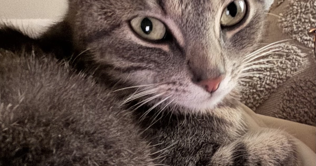 Heb jij Pip gezien? Dit huisdier wordt in Katwijk vermist