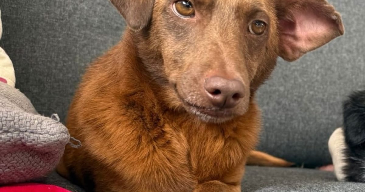 Heb jij Muis gezien? Dit huisdier wordt in Ameland vermist