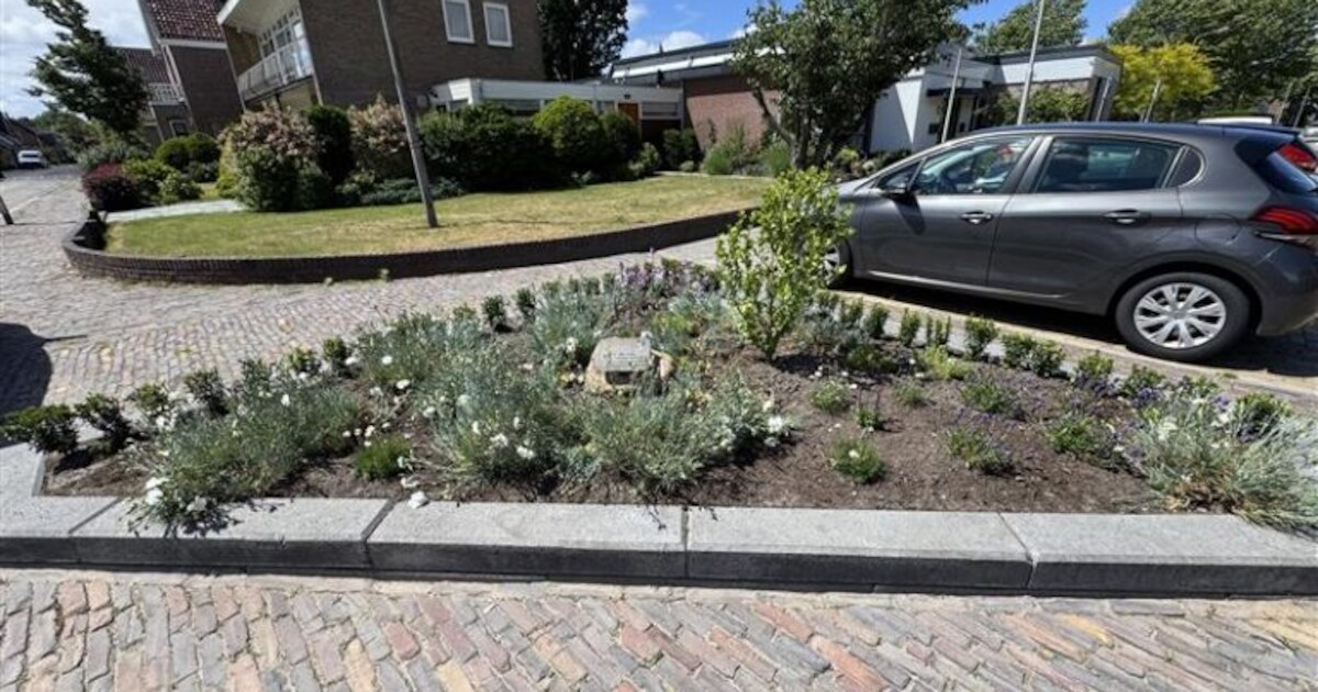 Witte Anjerperkje in Hippolytushoef opgeknapt