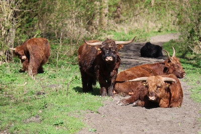 Broekpolder breidt weer uit: ‘Schotse hooglander Forbes was het kalfje nog aan het schoonlikken’