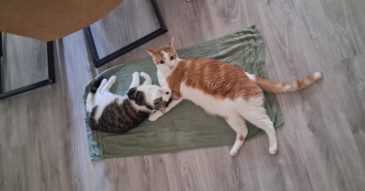 Heb jij Max, Diesel of Rhea gezien? Deze zes huisdieren worden in Zoetermeer vermist
