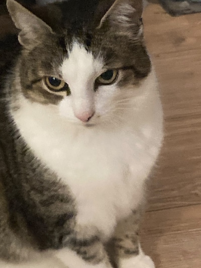 Heb jij Flora gezien? Dit huisdier wordt in Oldenzaal vermist