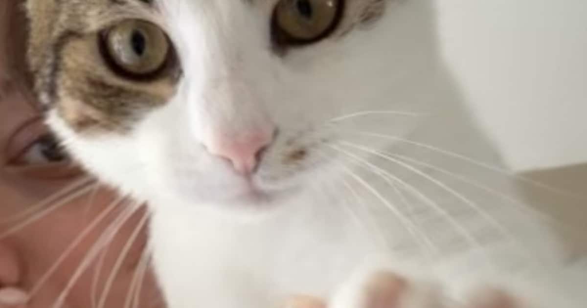 Heb jij Zino, Coco of Bobbi gezien? Deze vijf huisdieren worden in Soest vermist