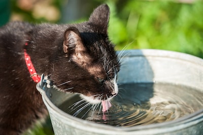 Kan je kat veilig water drinken en hoe ziek kan ik worden: dit moet je weten over bacterie in Utrech