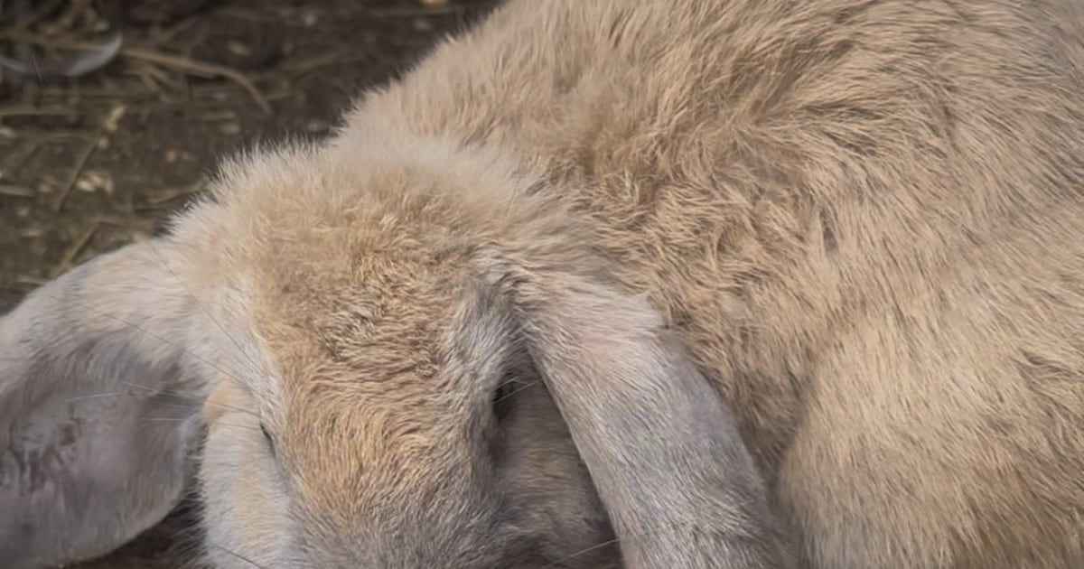 Heb jij Flappie gezien? Dit huisdier wordt in Voerendaal vermist