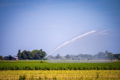 'Unprecedented' drought set to cause pain: irrigation bans for farmers and saltwater intrusion for Boskoop growers