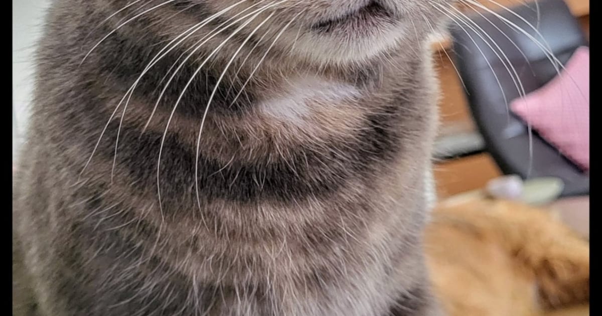 Heb jij Floky, Binkie of Coco gezien? Deze zeven huisdieren worden in Leeuwarden vermist