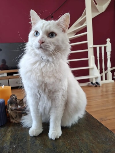 Have you seen Rico, Bibi or Mila? These 20 pets are missing in Haarlem