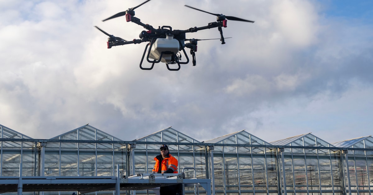 Groen licht voor veilig kassen krijten met drones: ‘Medewerkers willen niet meer metershoog het dek 