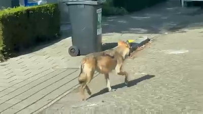 Kinderopvang Apeldoorn haalde kinderen naar binnen vanwege nieuwsgierige wolf