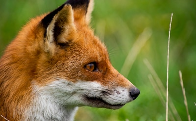 Effect van afschieten vossen op vogels hoeft provincie Utrecht niet exact te bewijzen