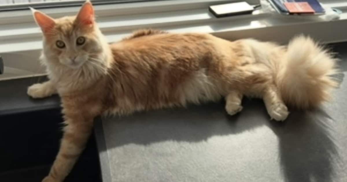 Heb jij Mollie, Gustav of Popcorn gezien? Deze vier huisdieren worden in Katwijk vermist