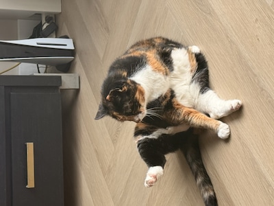 Heb jij Meisie, Stitch of Stella gezien? Deze 13 huisdieren worden in Zoetermeer vermist