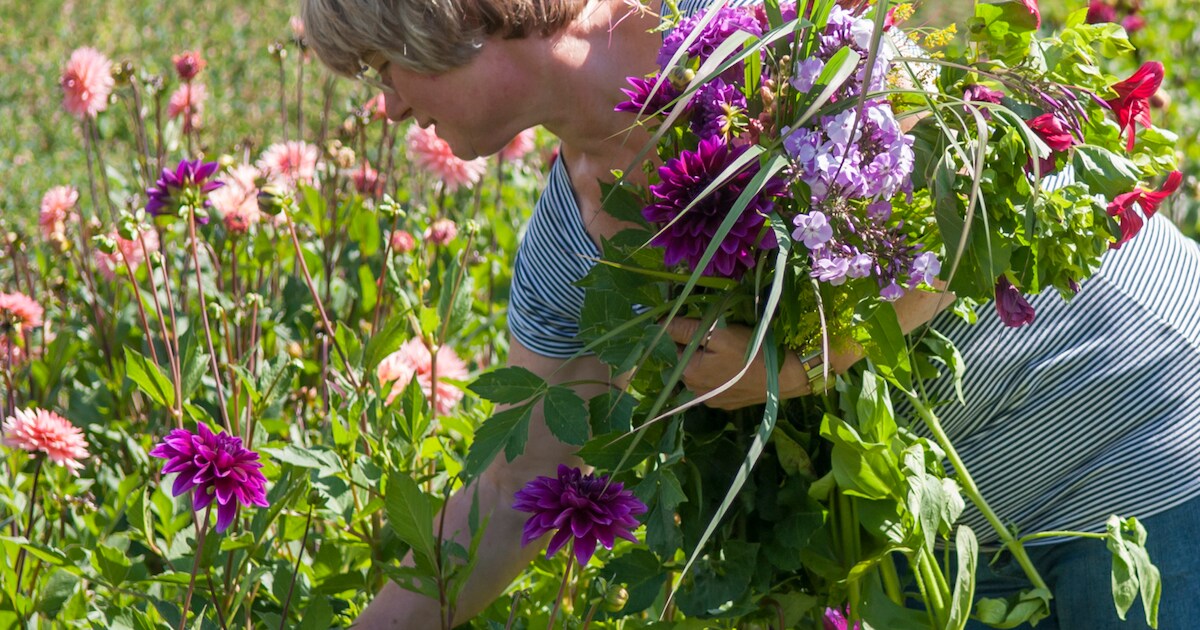 De Boschhoeve houdt plukbloemendagen in Wolfheze | Foto