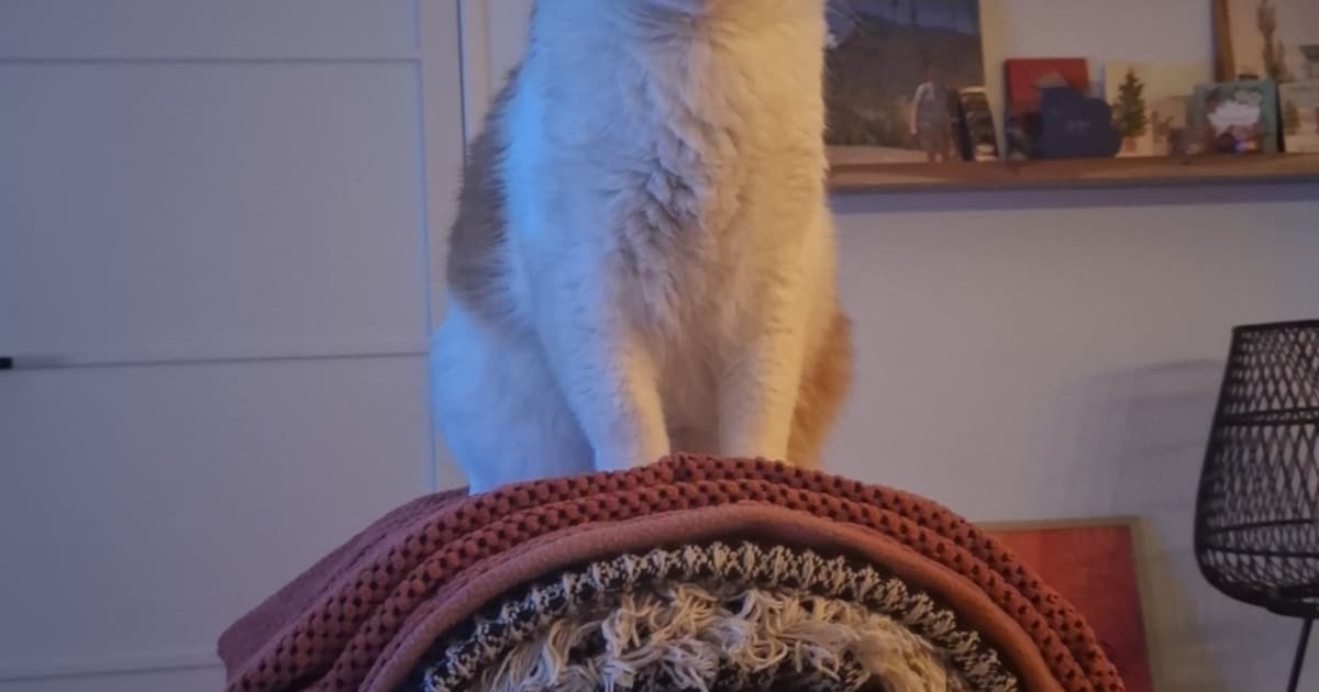 Heb jij Teun gezien? Dit huisdier wordt in Wijchen vermist